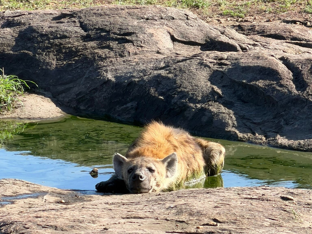 Hyrax Safaris-Ololaimutiek必去景点