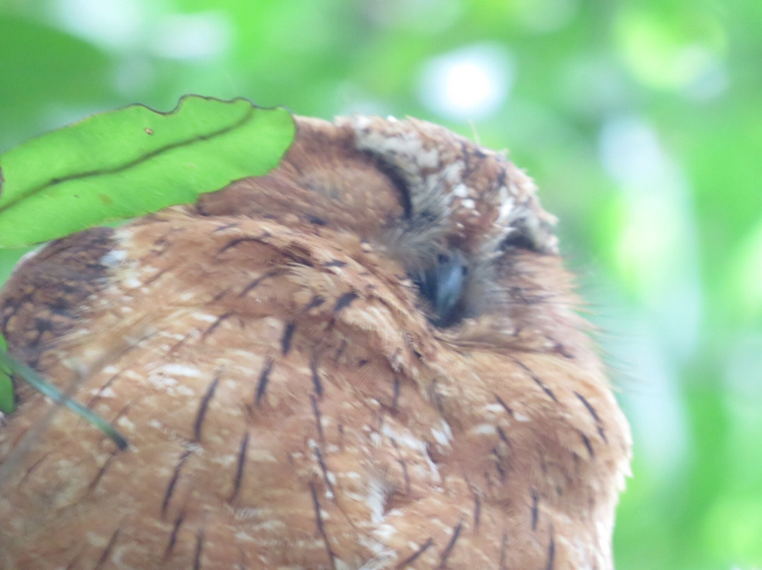 Lokobe Nature Special Reserve-诺西贝必去景点