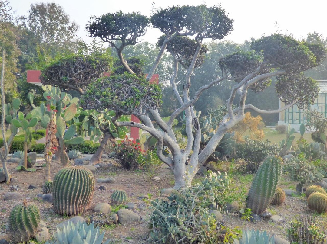 Sarkaria Cactus Garden-Panchkula必去景点