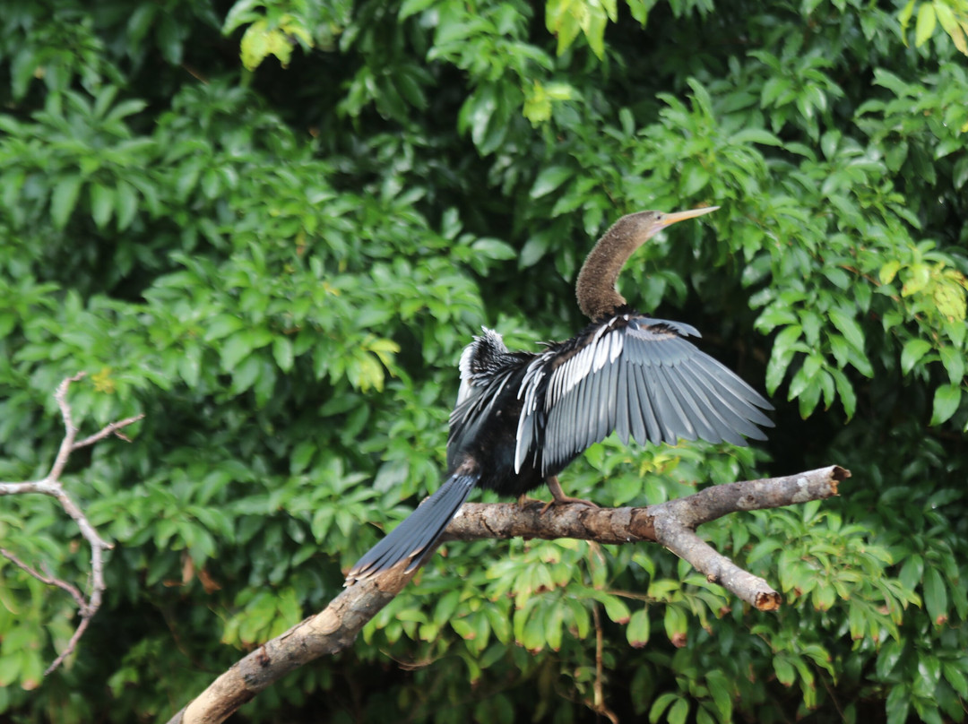 Parque Nacional Tortuguero-托图杰多必去景点
