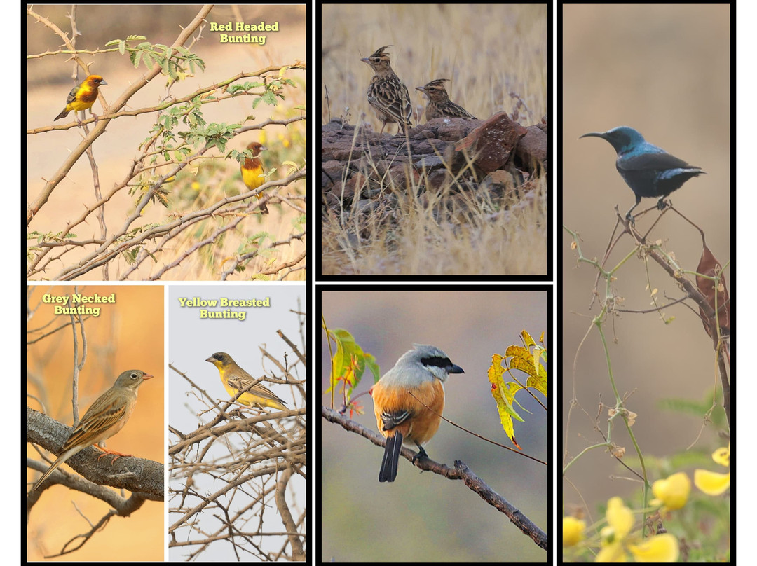 Grassland Safari Maharashtra - Kadbanwadi-Baramati必去景点