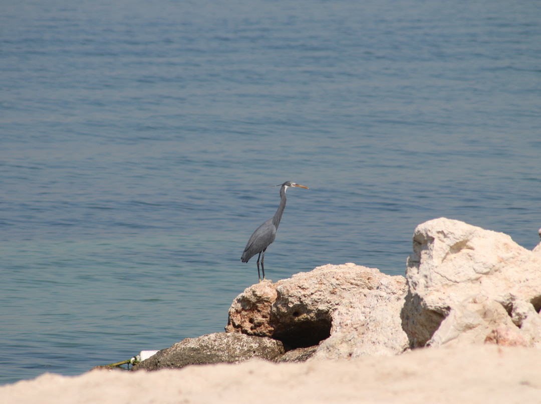 Jebel Ali Beach-杰贝阿里必去景点