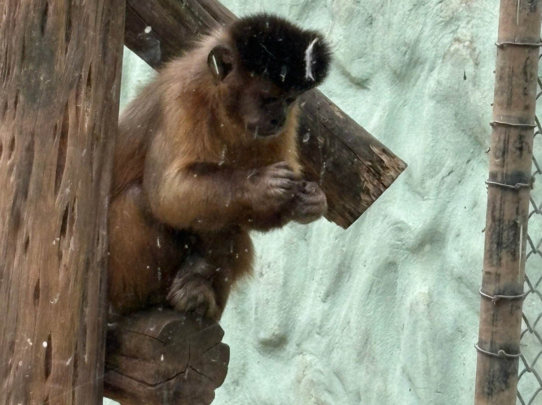 Zoo Pomerode-Pomerode必去景点