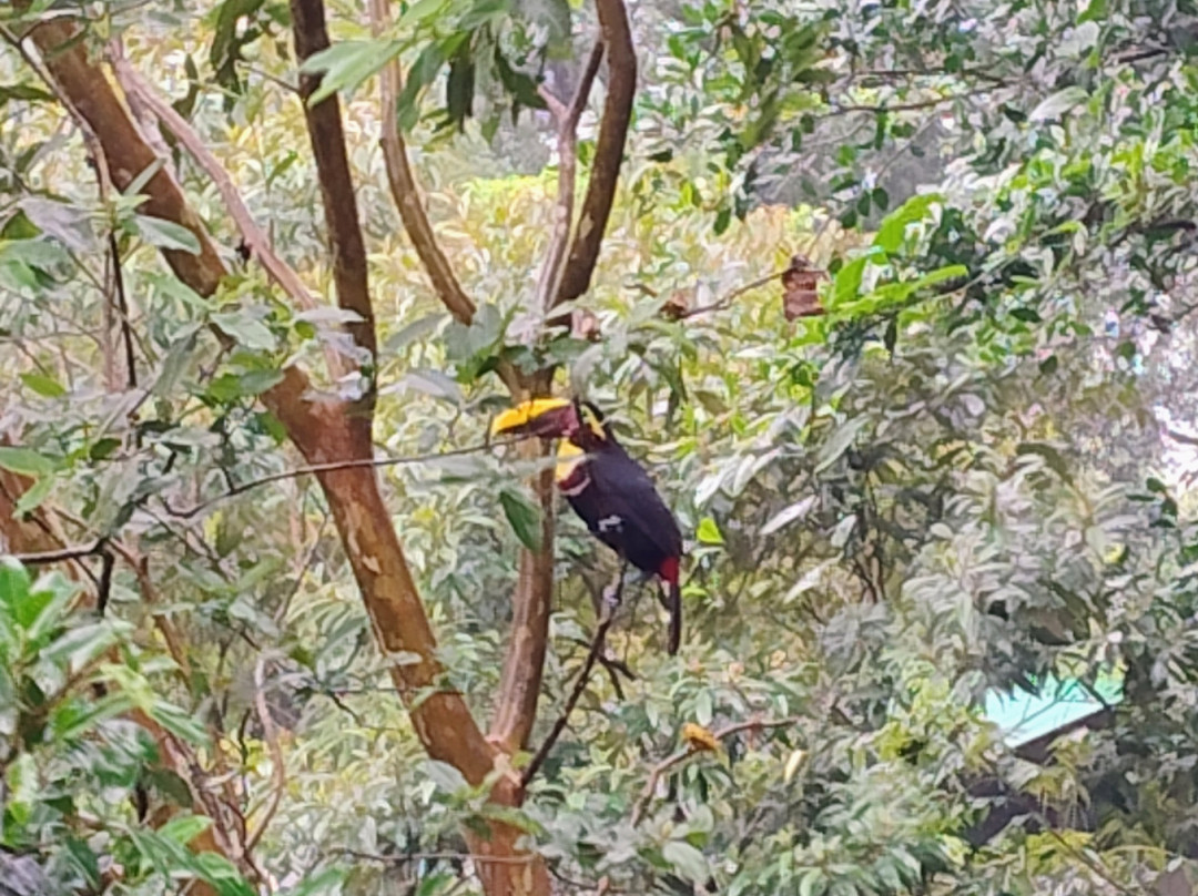 Bijagua Rainforest - Tours-Bijagua de Upala必去景点