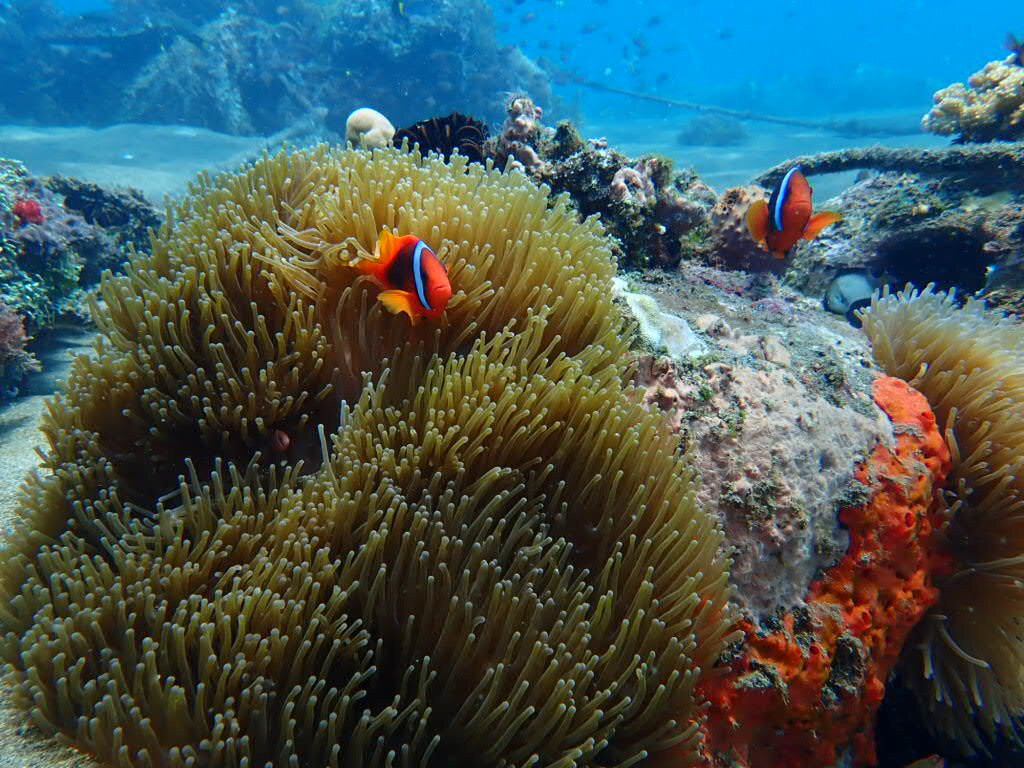 哈罗德潜水中心-杜马盖地必去景点