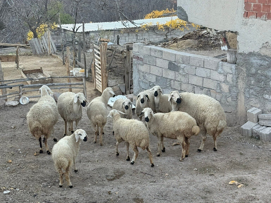 Last World Travel Agency-奥塔西萨必去景点