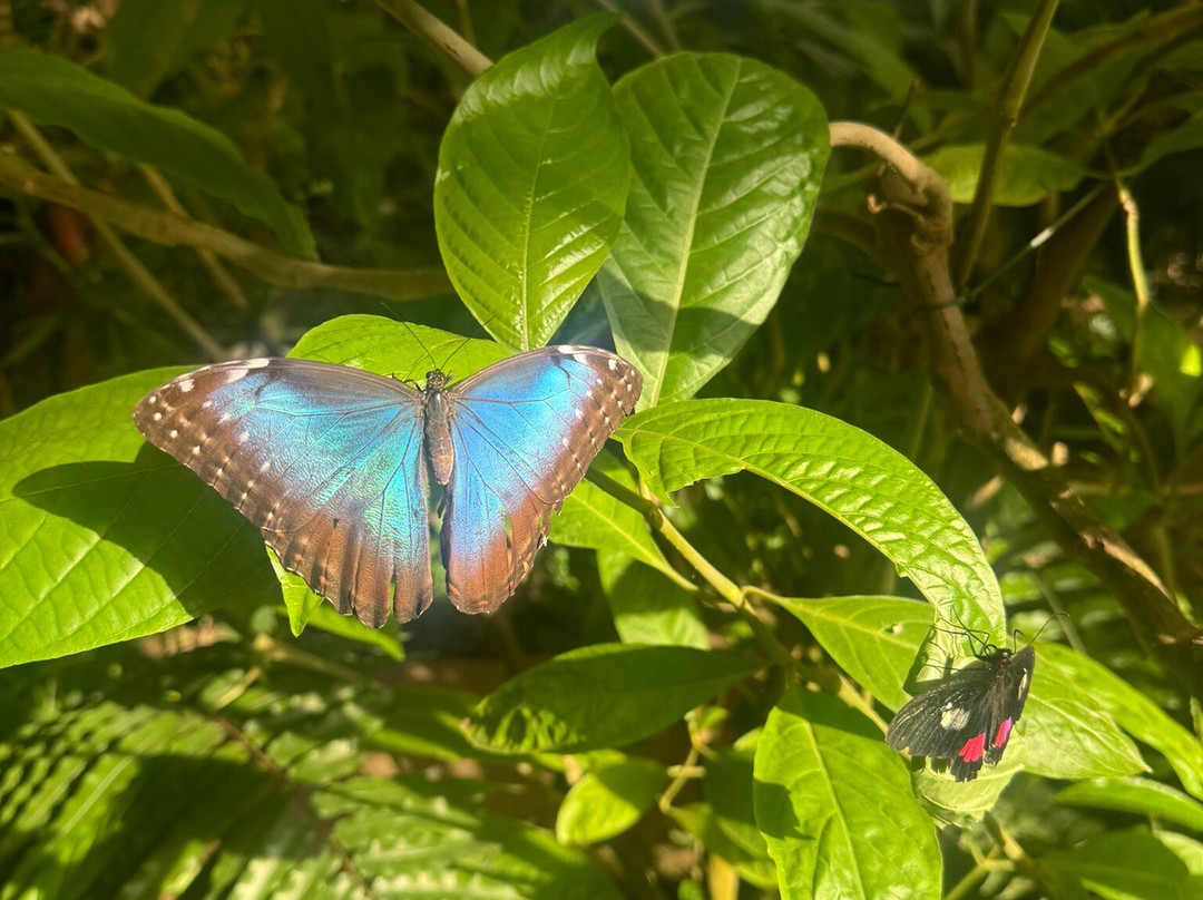 贝纳尔马德纳蝴蝶公园-班纳玛德纳必去景点
