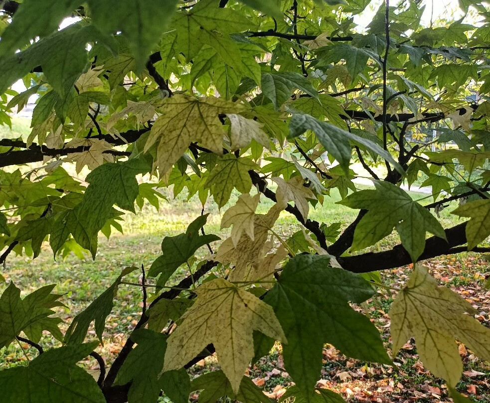 Parco Papa Giovanni Paolo Ii-塞雷尼奥必去景点