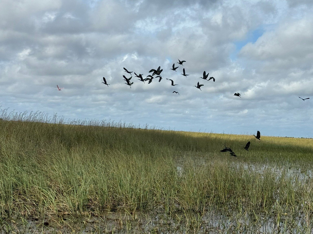 Everglades Swamp Tours-Everglades Wildlife Management Area必去景点