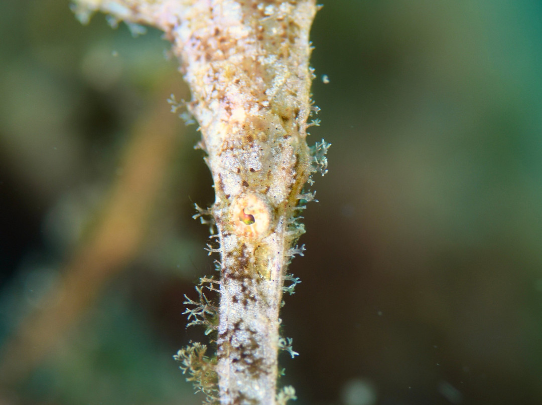 Balidas Dive Center-Bunutan必去景点