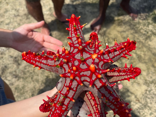 Ciccio Safari Kenya-瓦塔木必去景点