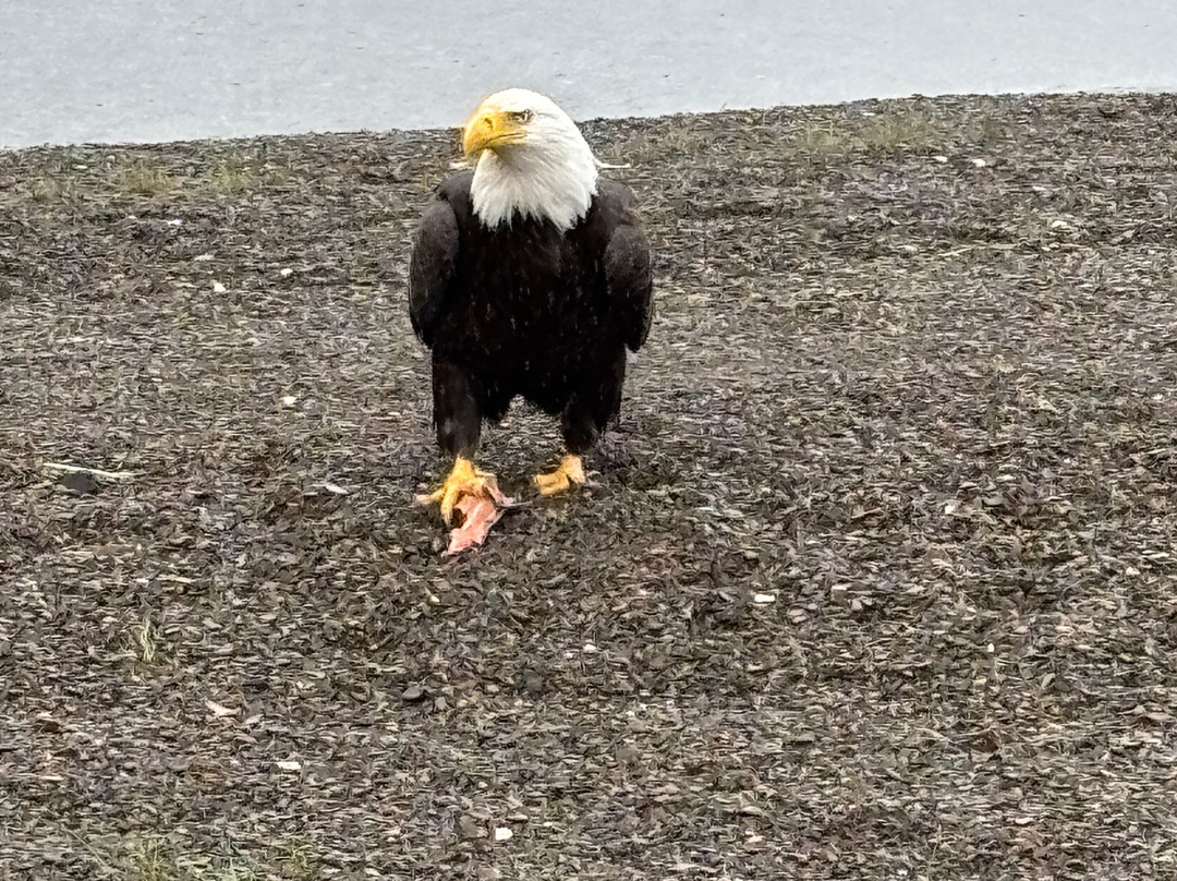 Natventure Tours-古斯塔夫斯必去景点