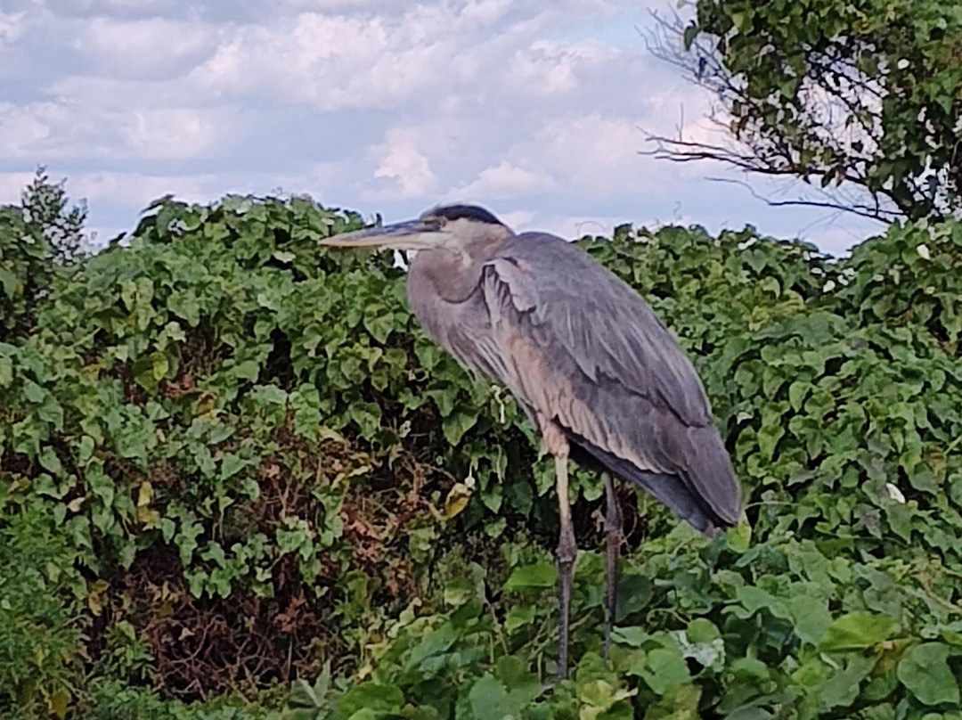 Lake Apopka Wildlife Drive-Apopka必去景点