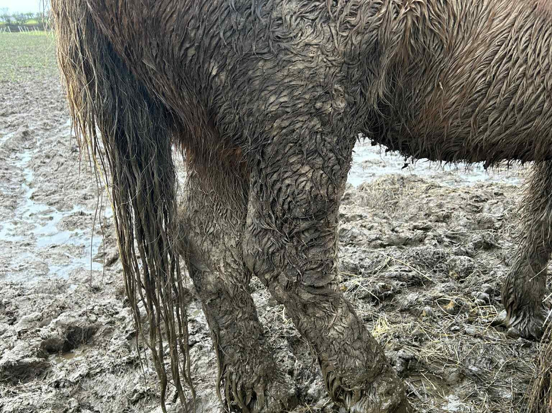 Caradon Hill Trekking and Equestrian Centre-Pensilva必去景点