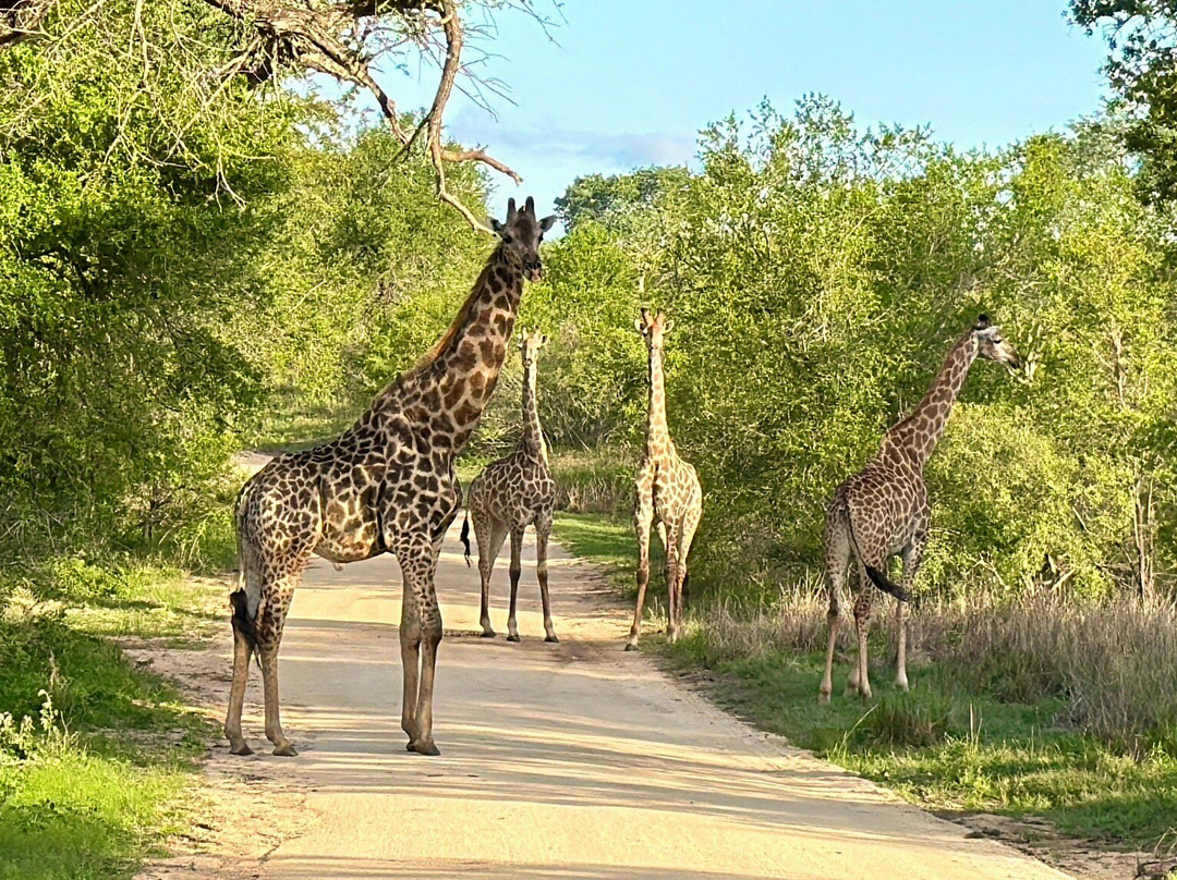 Shinzelle Safaris-雾观必去景点