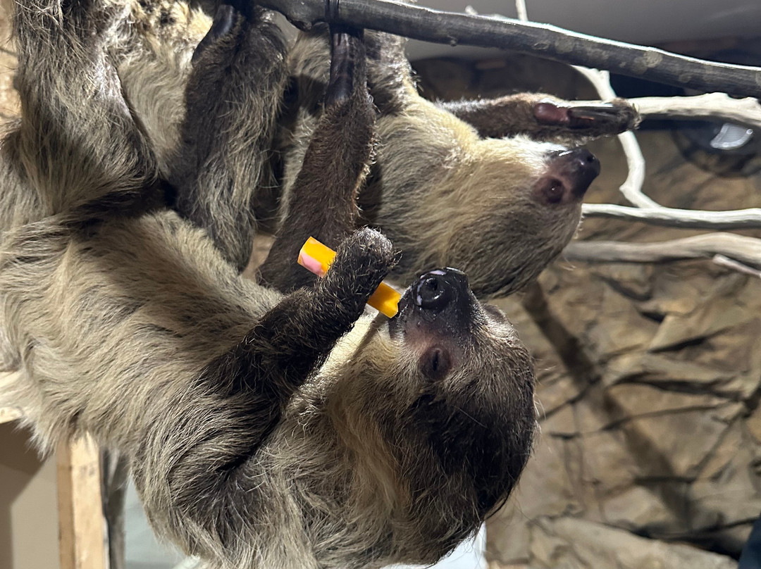 Keystone Safari-格罗夫城必去景点