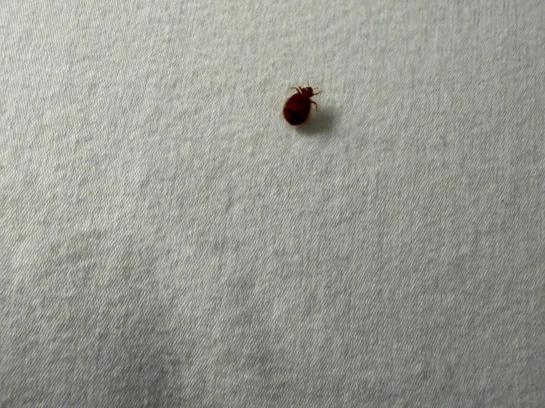 Best Western Plus Atrium Inn主图