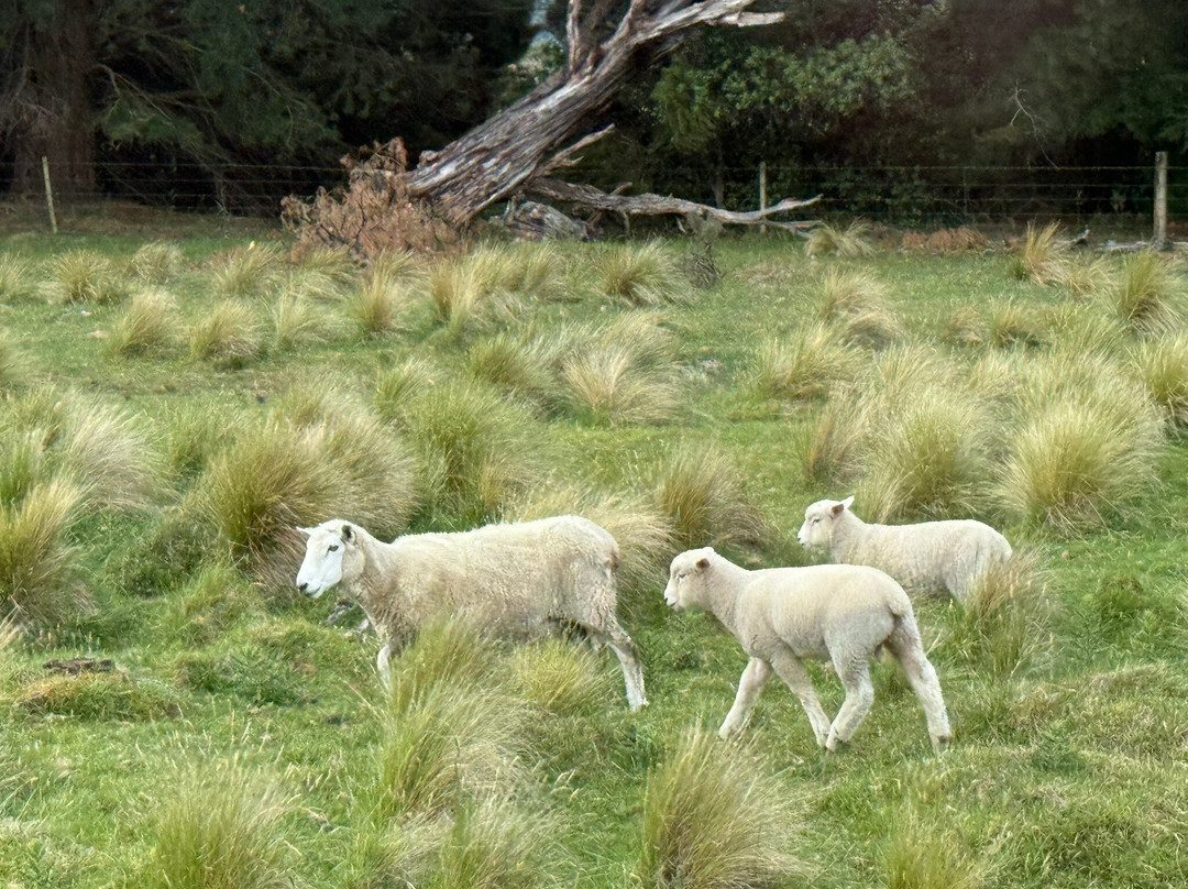 Alpine Jet Thrills - Canyon Safari-斯普林菲尔德必去景点