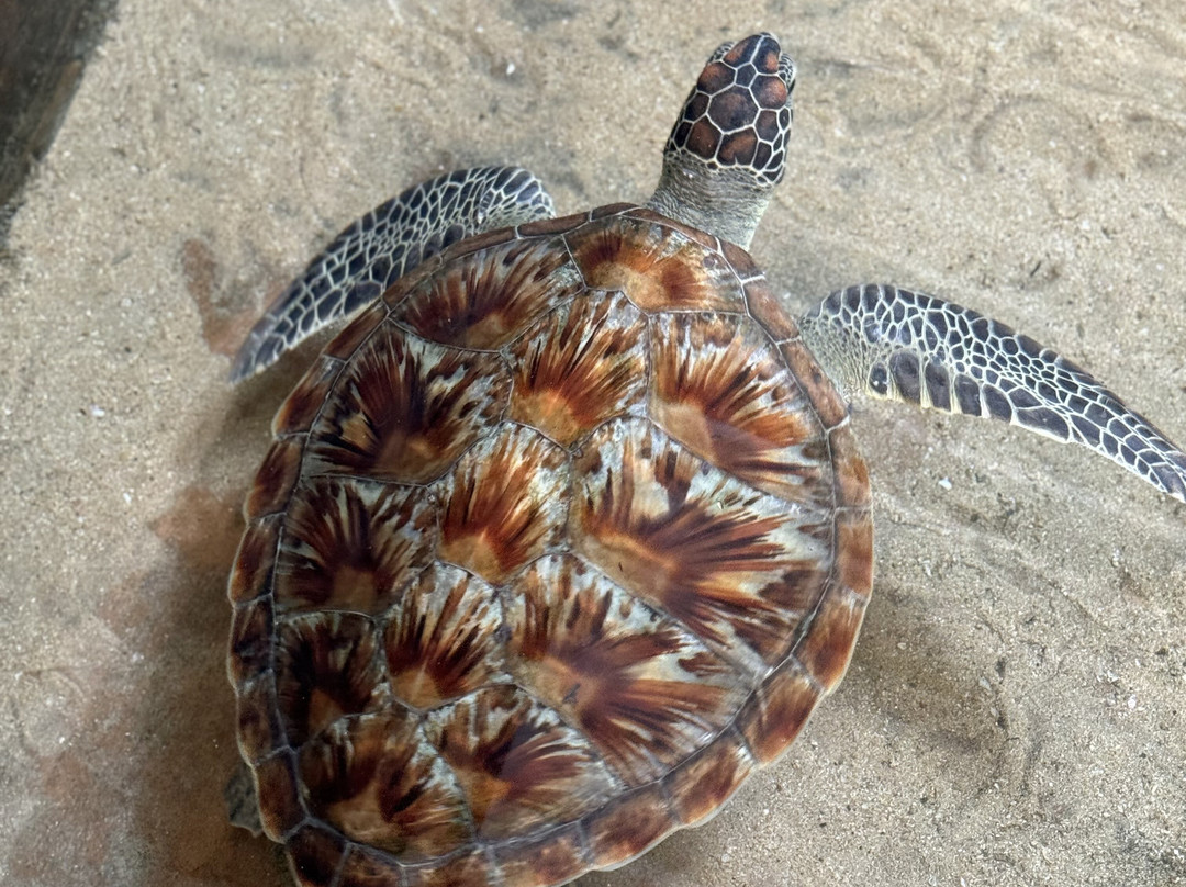 Lanka Classy Tours-凯拉尼亚必去景点