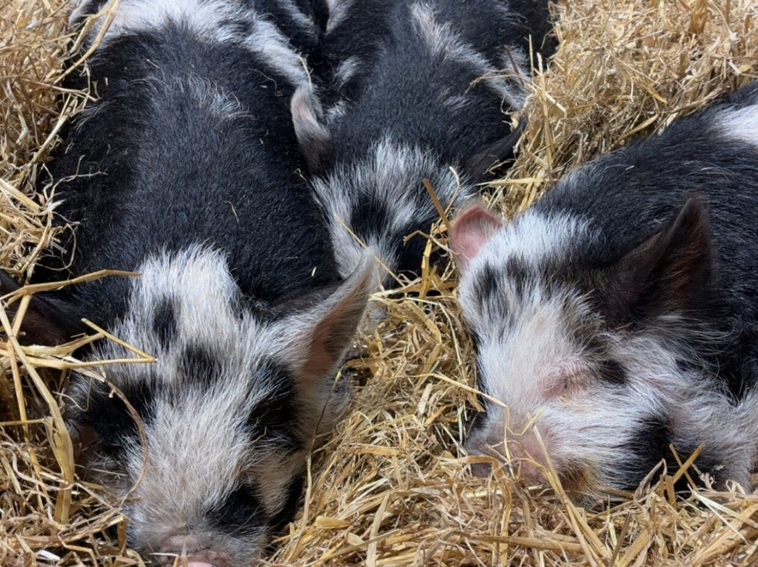 Farm Stop-Portlethen必去景点