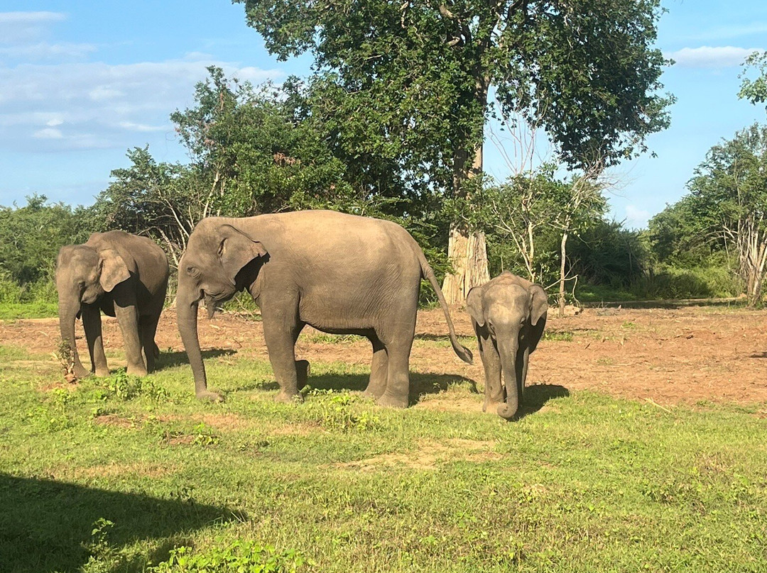 H.O.T Tourism-科伦坡必去景点
