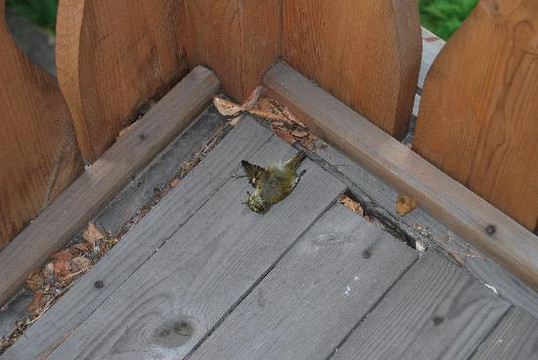 Baikalskye Terema主图