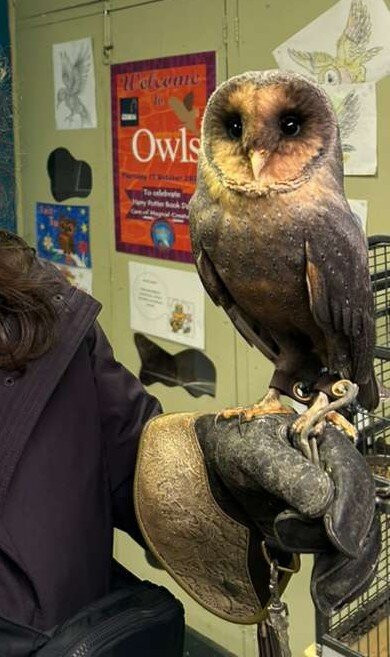 World of Owls-Randalstown必去景点