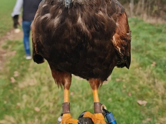 Battlefield Bird of Prey Centre-什鲁斯伯里必去景点