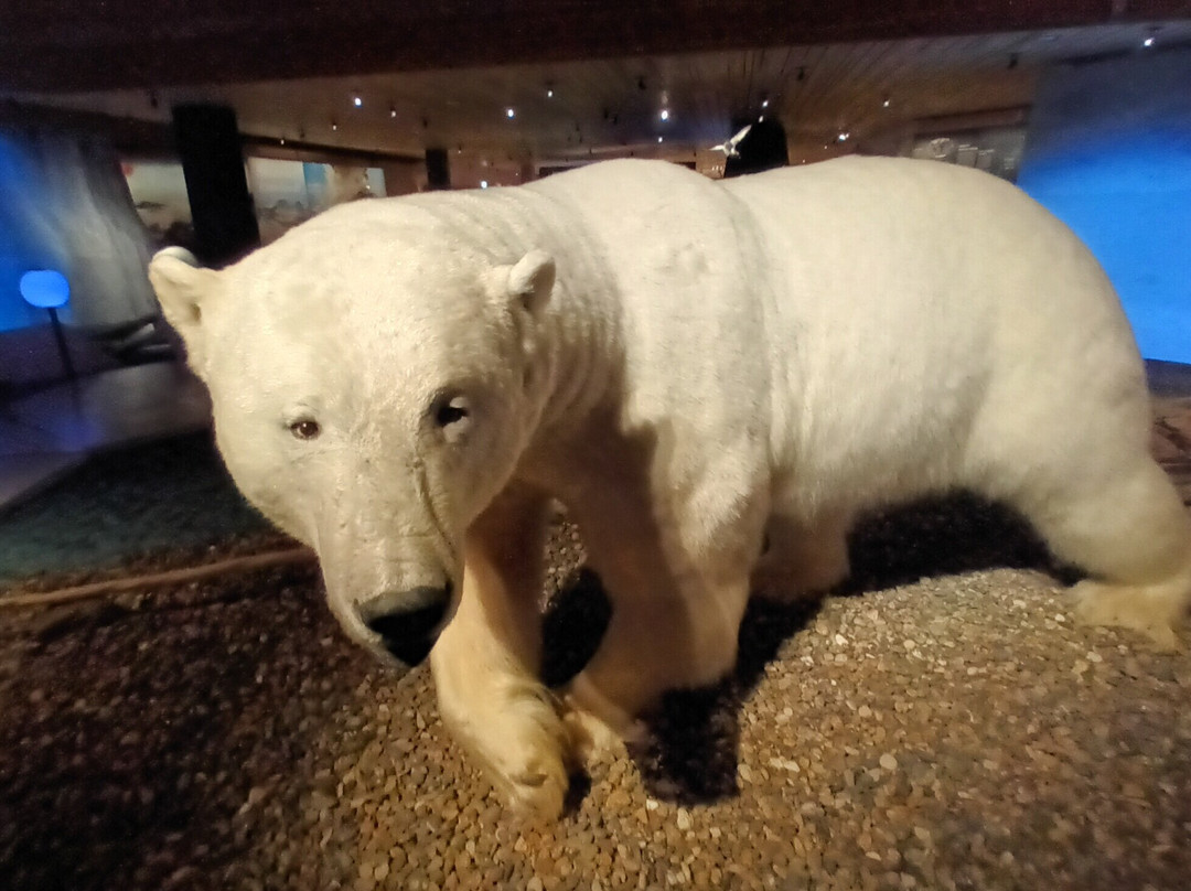 Svalbard Museum-朗伊尔城必去景点