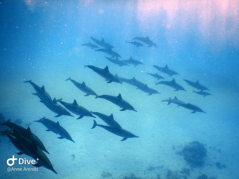Infinity Diving Safari-马萨阿拉姆必去景点