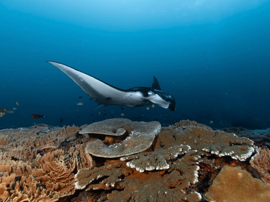 Siren Diving Lembongan-蓝梦岛必去景点