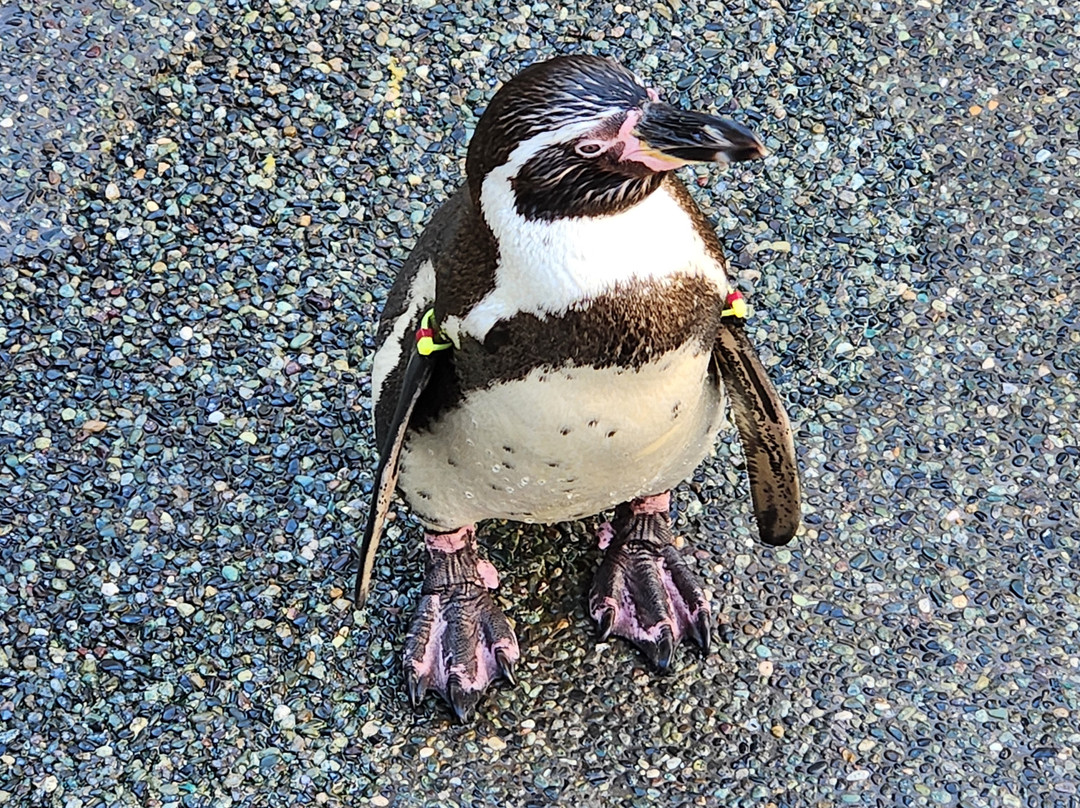 长崎企鹅水族馆-长崎市必去景点