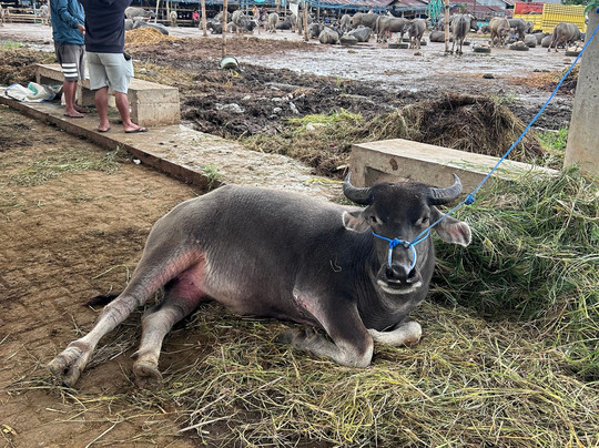 Tana Toraja Tours with Luther-兰特包必去景点