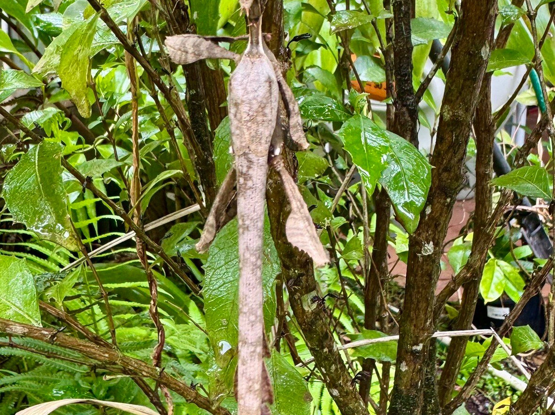 Fairhill Native Botanic Garden-Ninderry必去景点