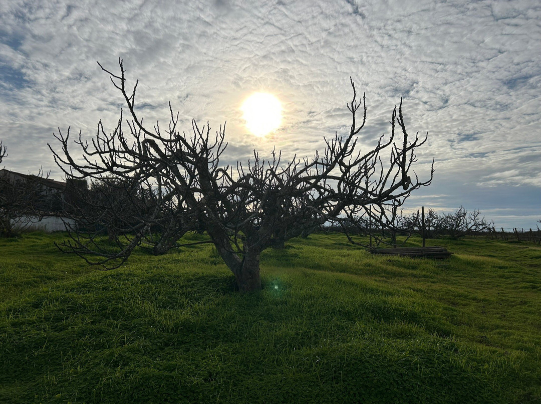 Morgado do Quintão-拉戈阿必去景点