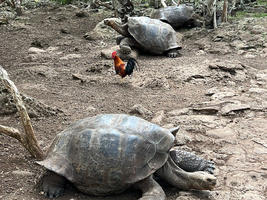 Puerto Chino Beach-圣克里斯托瓦尔必去景点