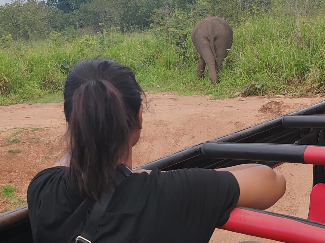 Minneriya jeep safari With Sujee-锡吉里亚必去景点