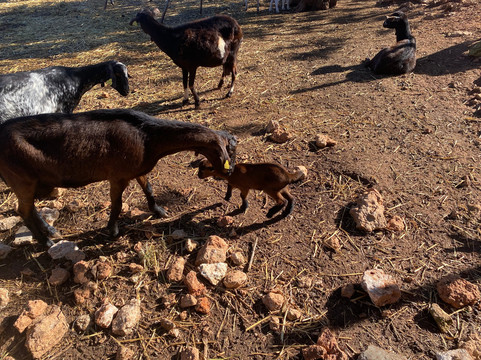 Finca Ecológica Can Musón-圣欧拉利娅尔德里奥必去景点