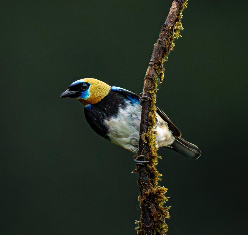 Refugio de Aves Alexander Skutch Los Cusingos-San Isidro del General必去景点