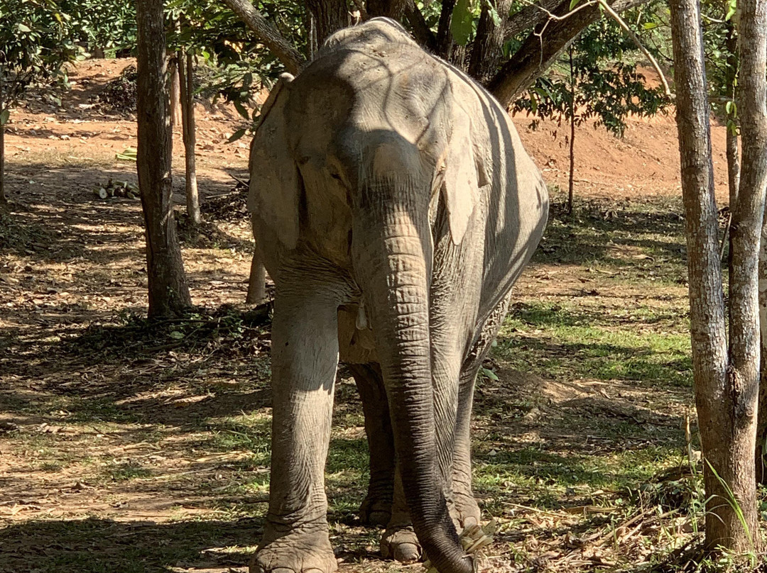 Elephant Conservation Center-Sayaboury必去景点