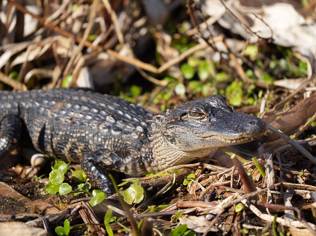 Airboat And Gator Charters-De Leon Springs必去景点