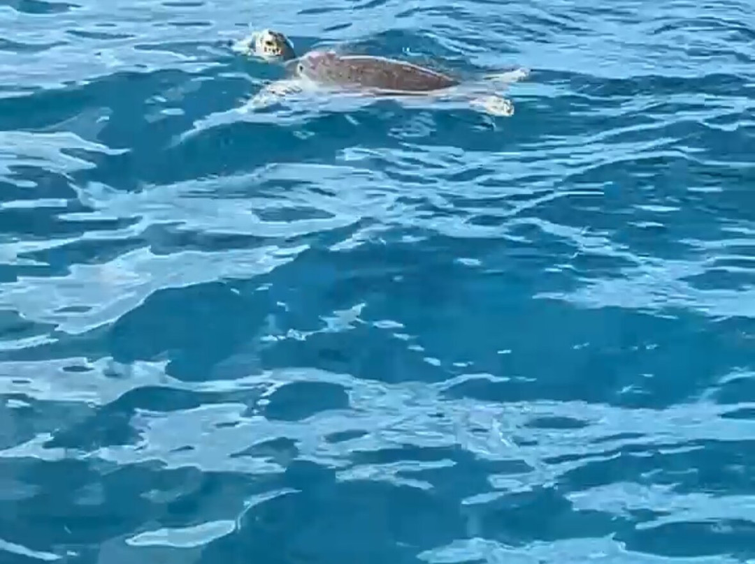 Adventure Sports Sailing-辛普森湾必去景点