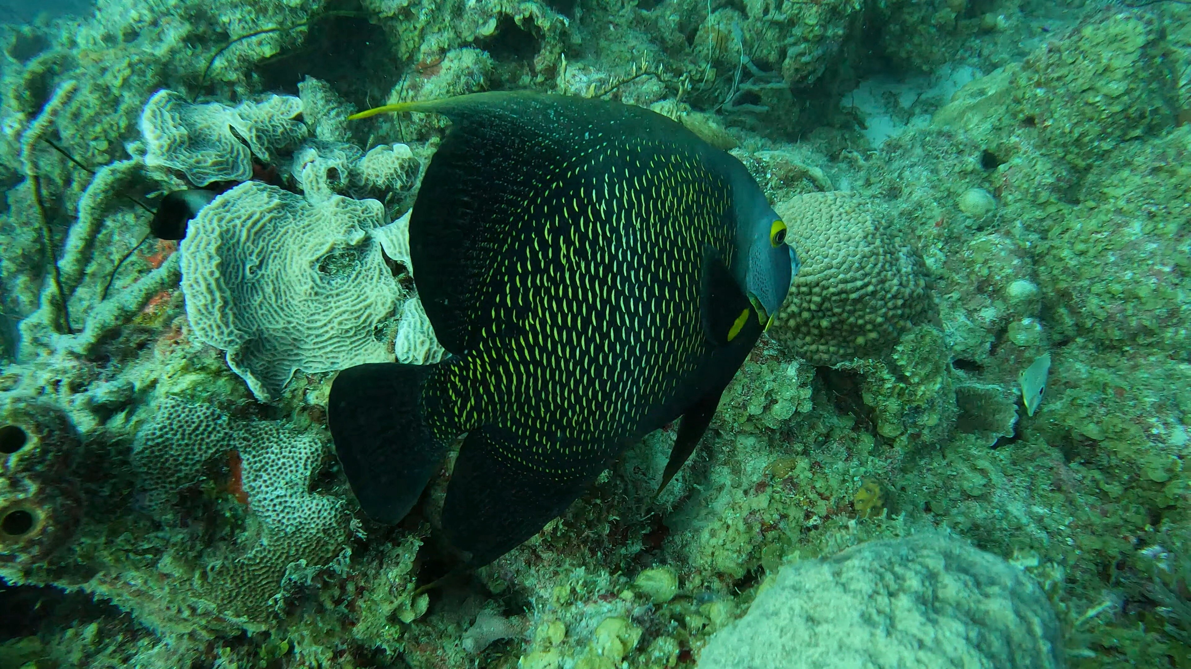 Sandals Royal Curacao-官方