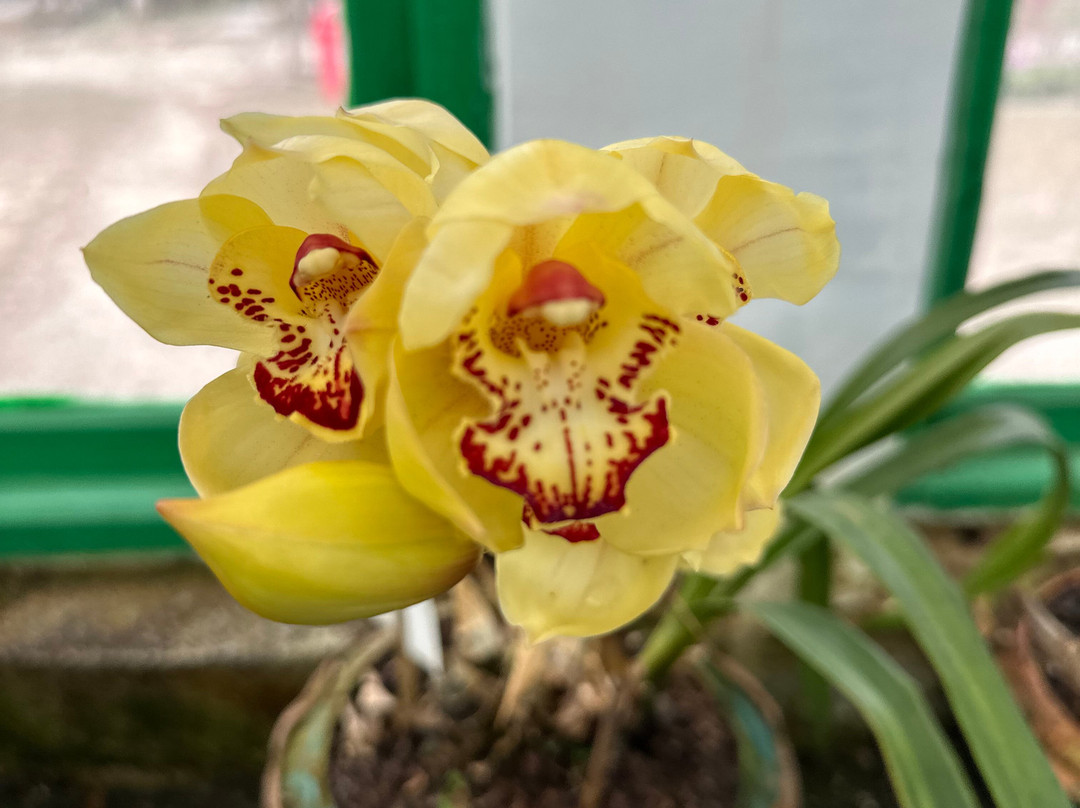 Darjeeling Travels-Bagdogra必去景点