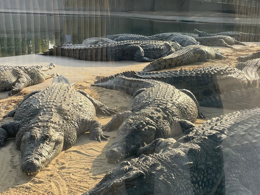 Dubai Crocodile Park-迪拜必去景点