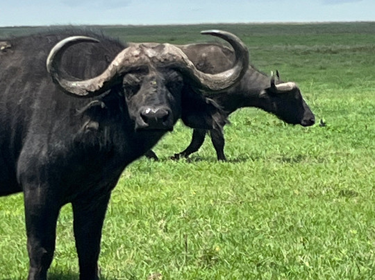 Savannah Explorers Limited-阿鲁沙必去景点