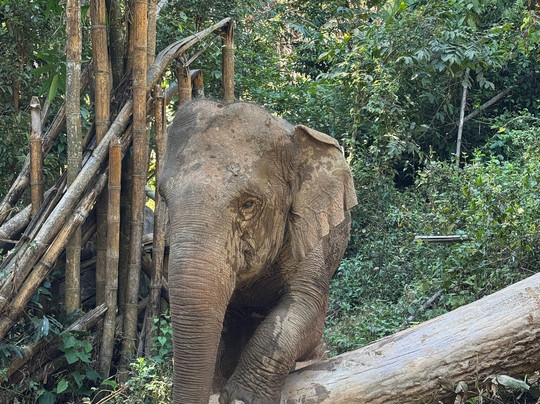 Elephant Steps Chiang Rai-清莱必去景点