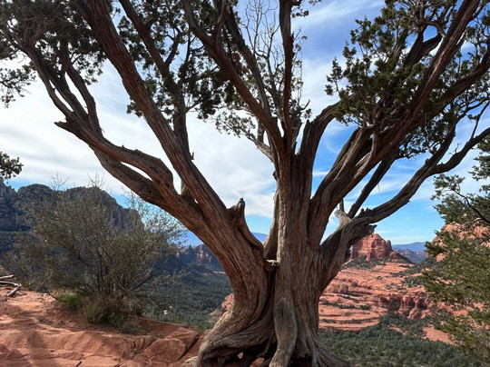 Arizona Safari Jeep Tours-塞多纳必去景点