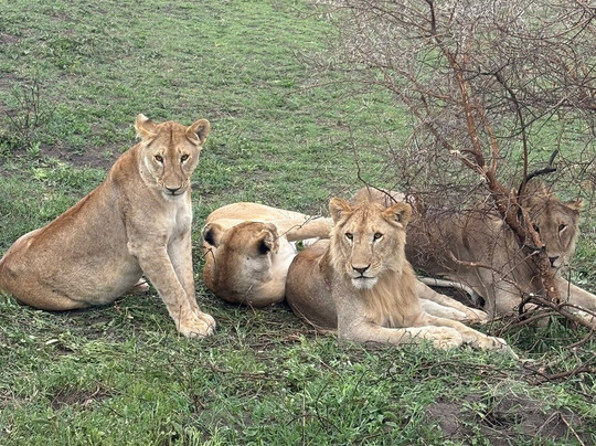 Tanzania Specialist-阿鲁沙必去景点