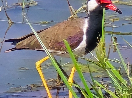 Niluka Safari-乌达瓦拉瓦必去景点
